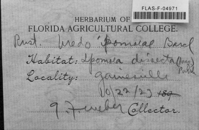 Uredo laeticolor image