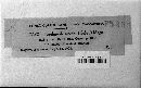 Kuehneola uredinis image