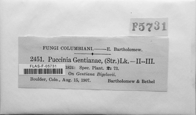 Puccinia gentianae image