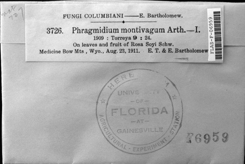Phragmidium montivagum image