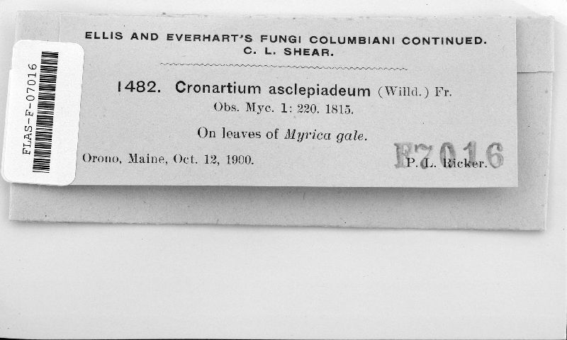 Cronartium flaccidum image