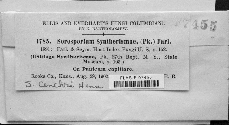 Sorosporium syntherismae image