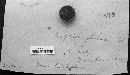 Graphiola phoenicis image