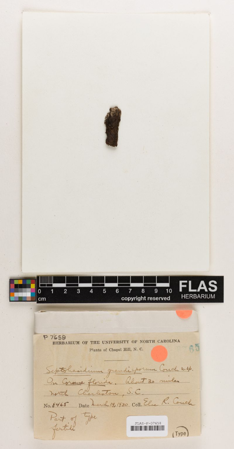 Septobasidium grandisporum image
