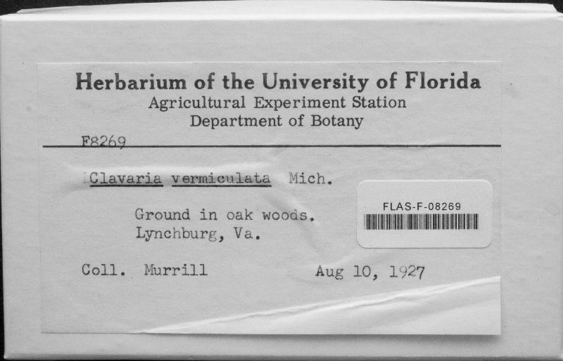 Clavaria vermiculata image