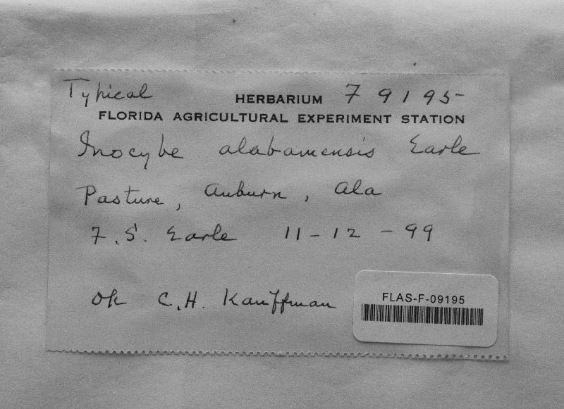 Inocybe alabamensis image