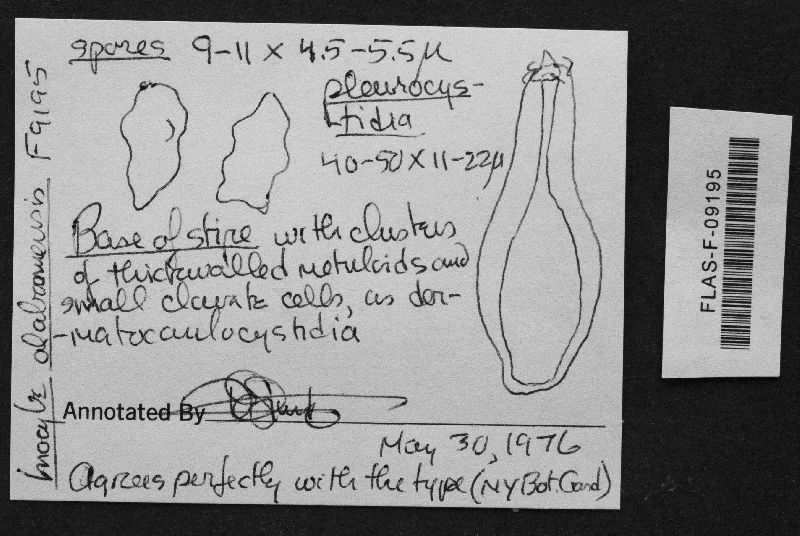 Inocybe alabamensis image
