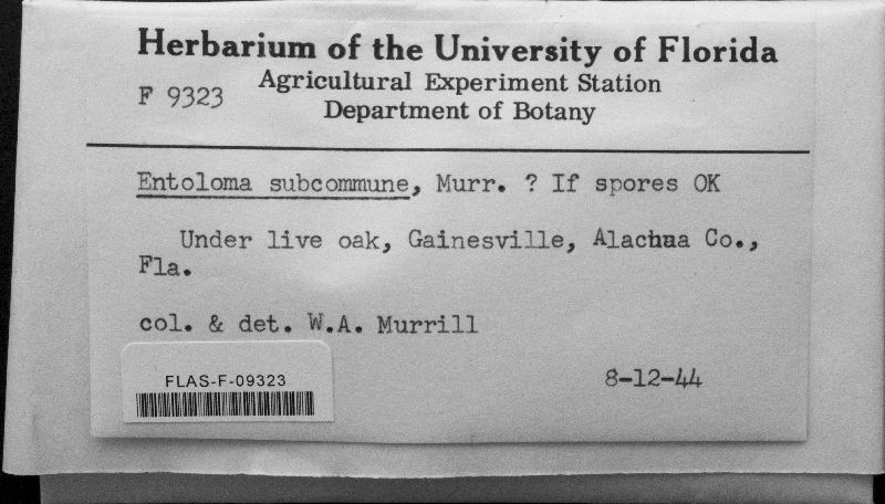 Entoloma subcommune image