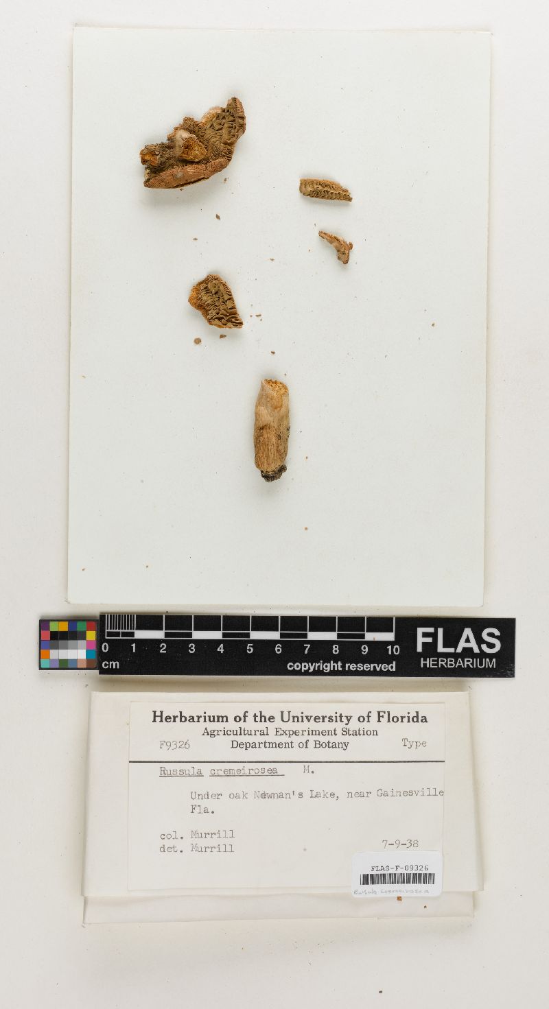 Russula cremeirosea image