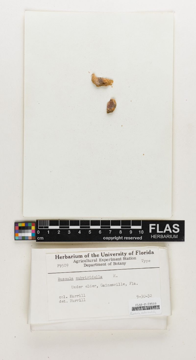 Russula subviridella image