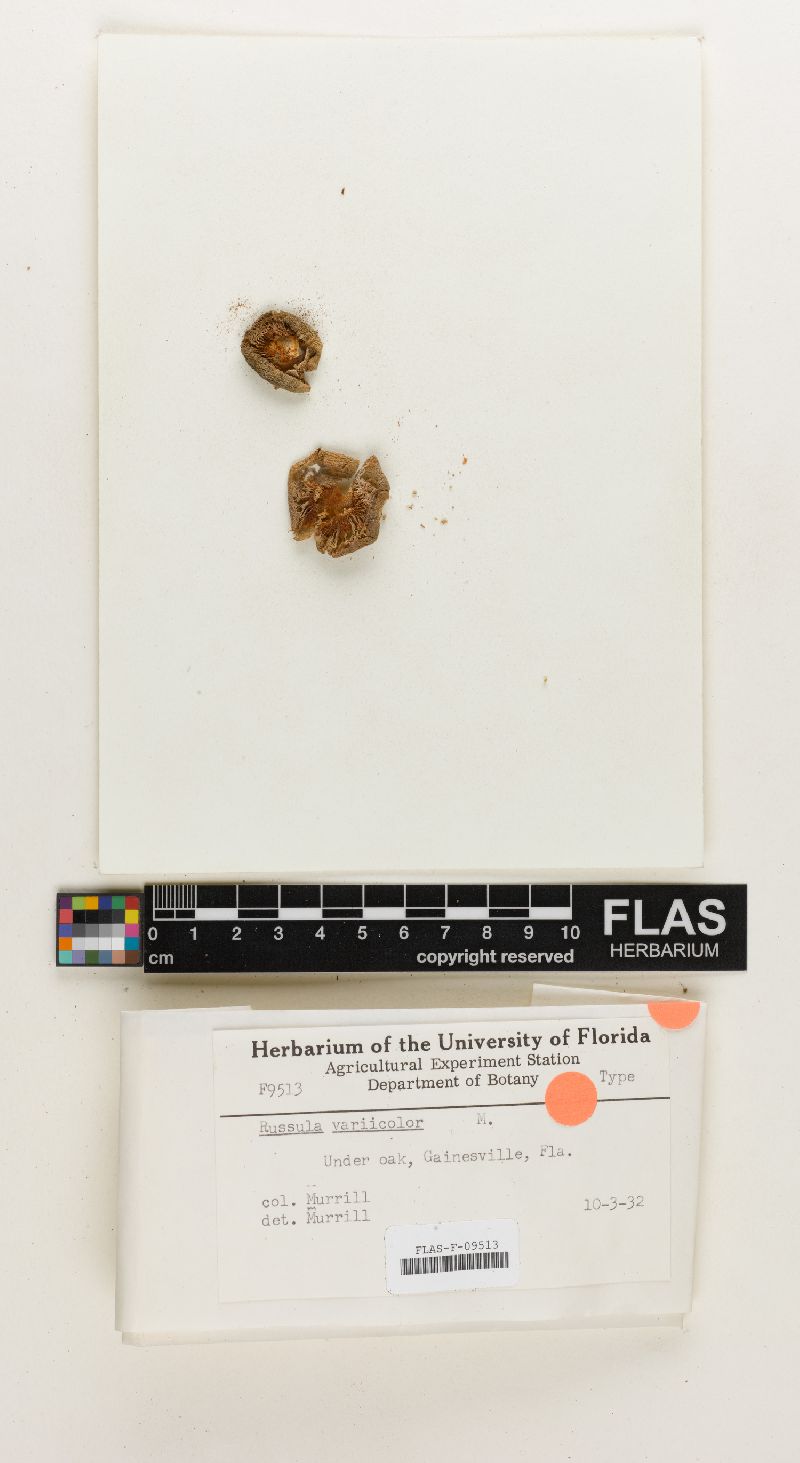 Russula variicolor image