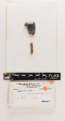 Russula emeticiformis image