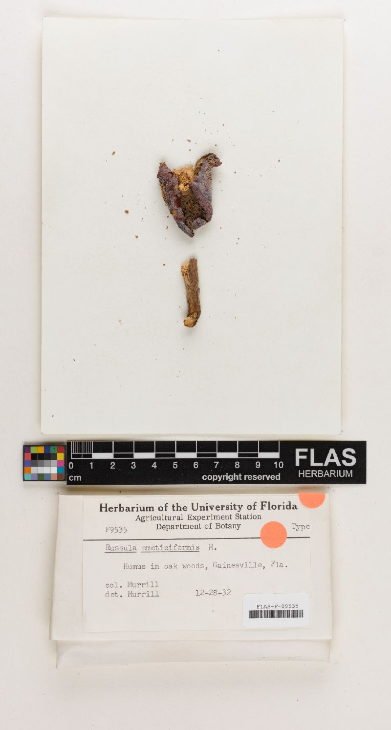 Russula emeticiformis image