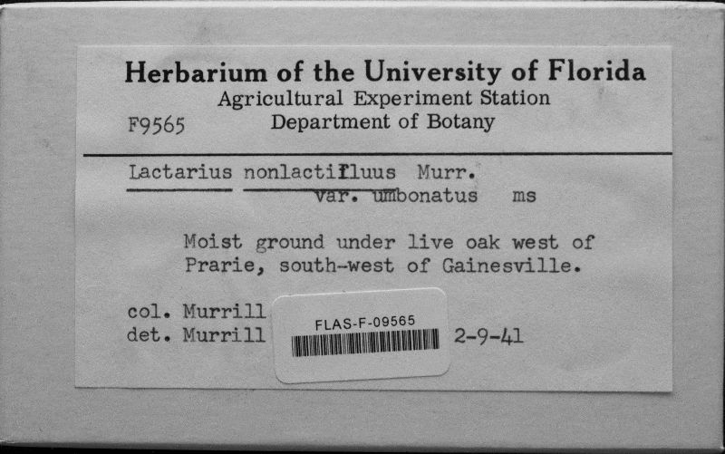 Lactarius nonlactifluus image
