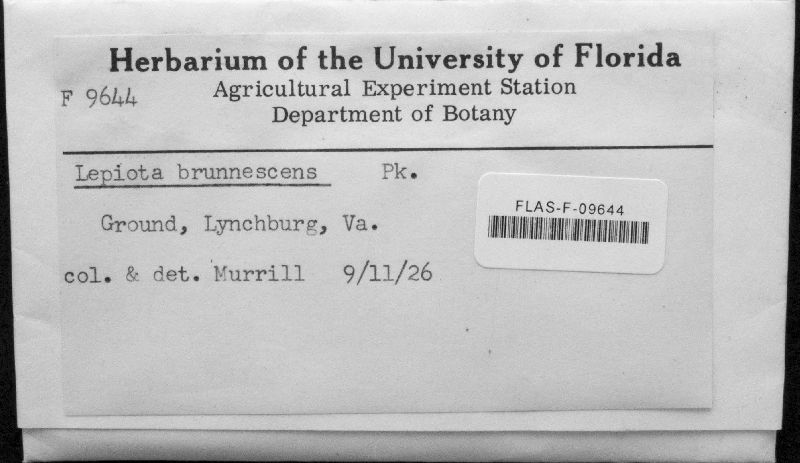 Lepiota brunnescens image
