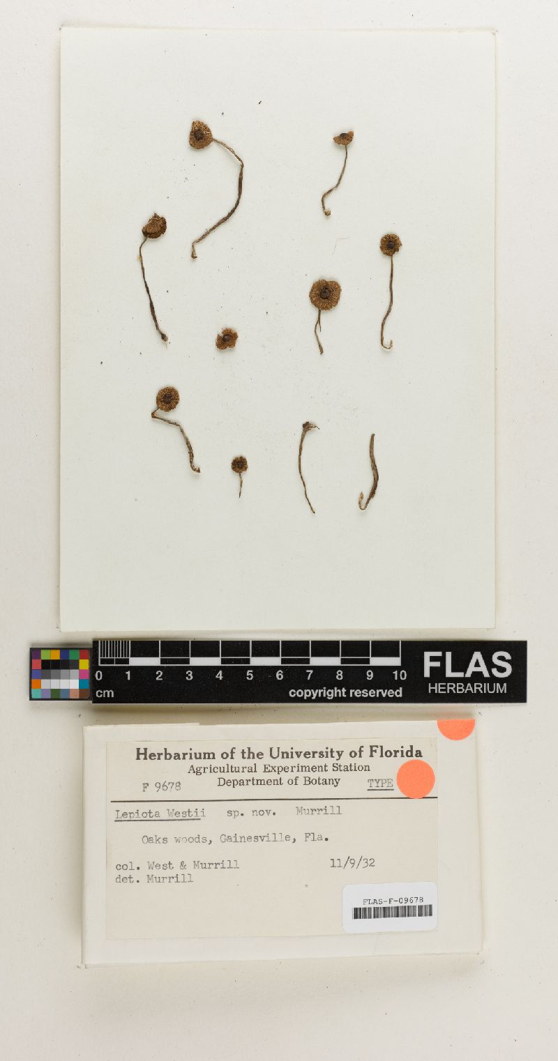 Lepiota westii image