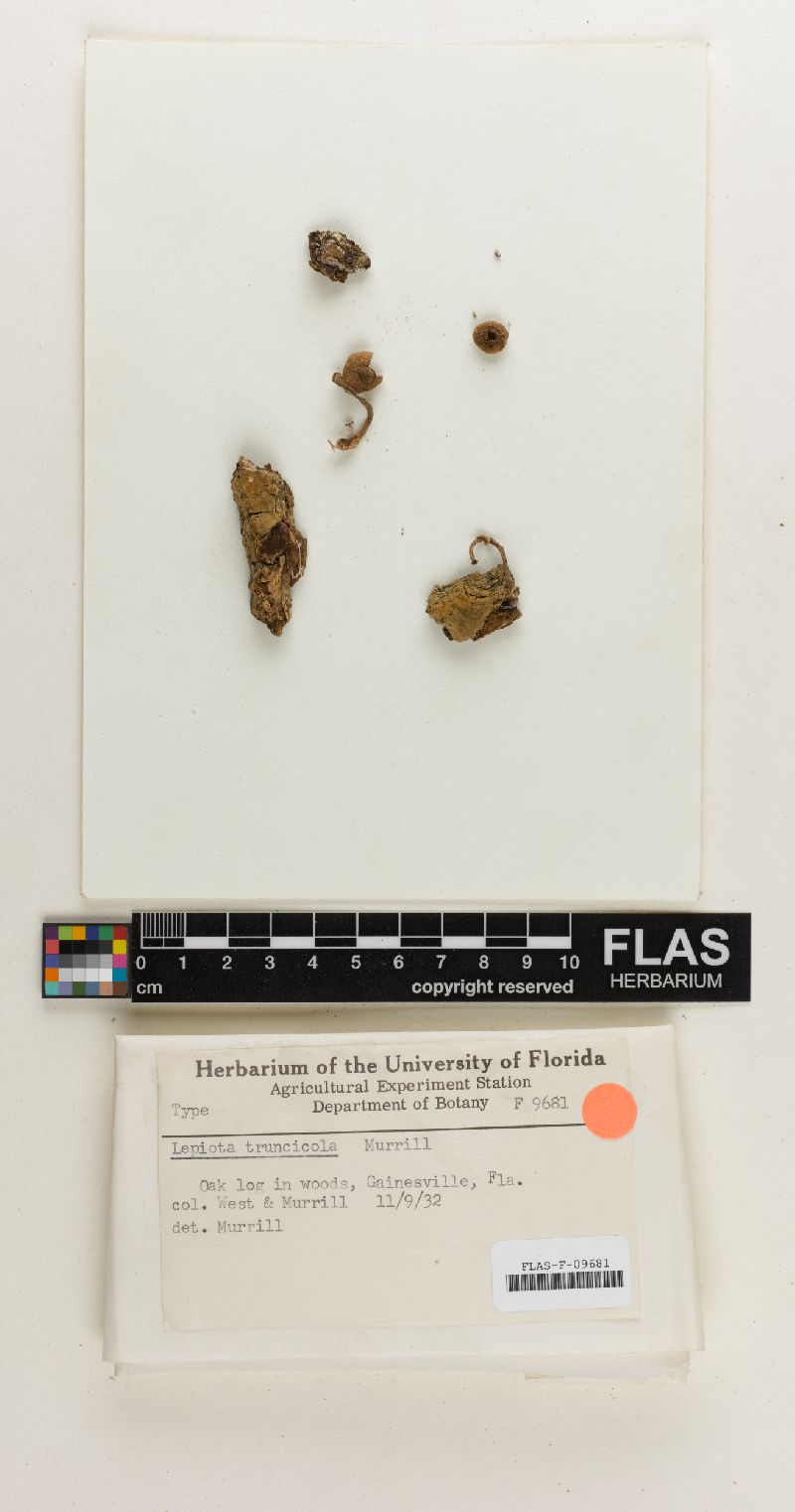 Lepiota truncicola image
