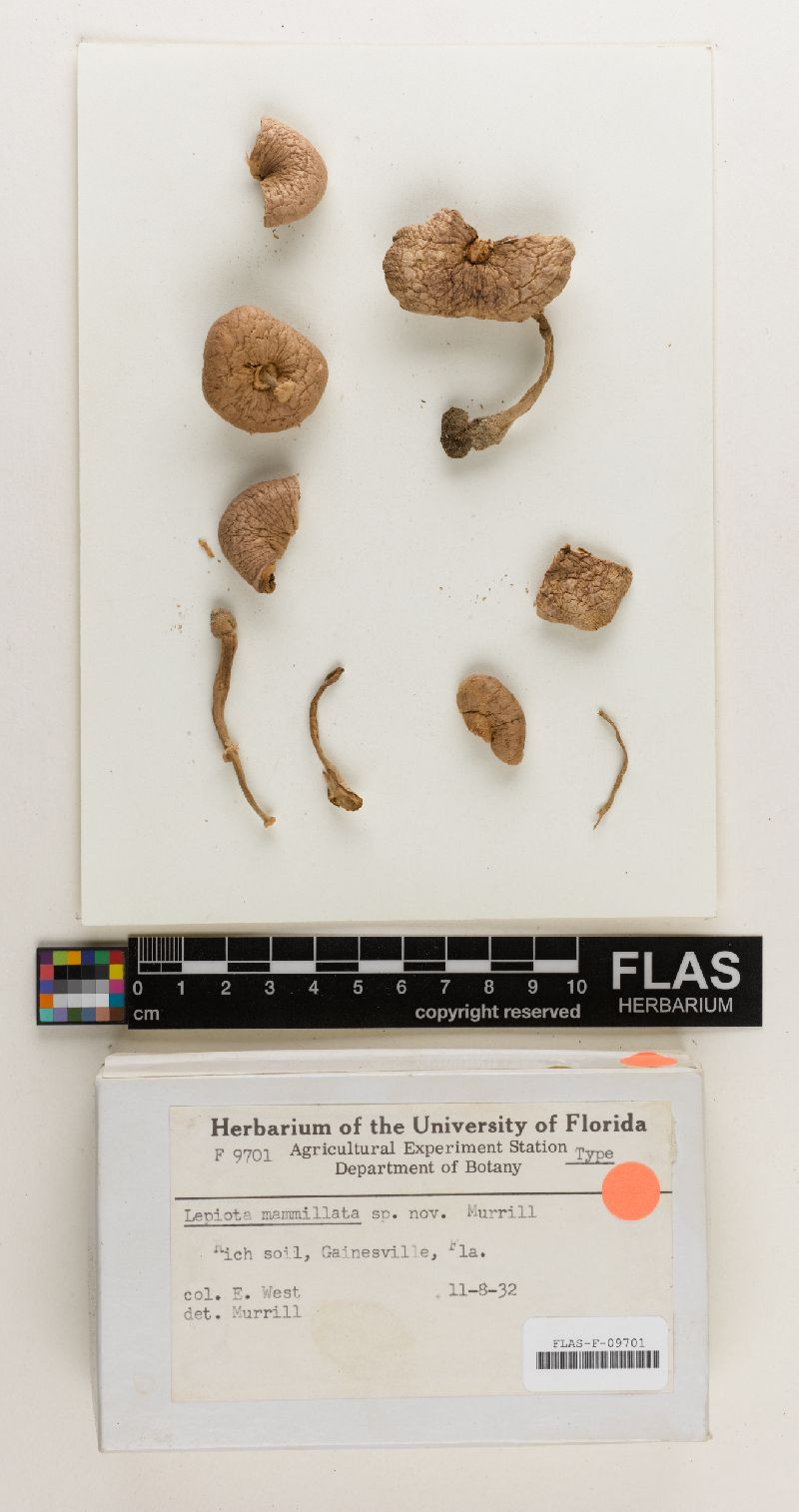 Chlorophyllum mammillatum image