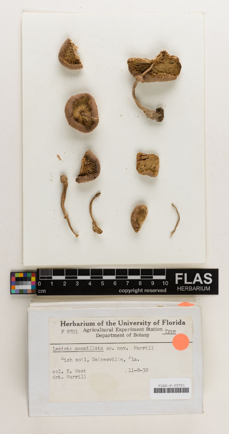 Chlorophyllum mammillatum image