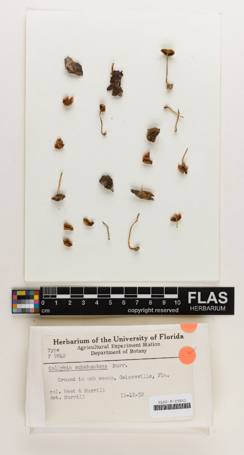 Gymnopus subabundans image