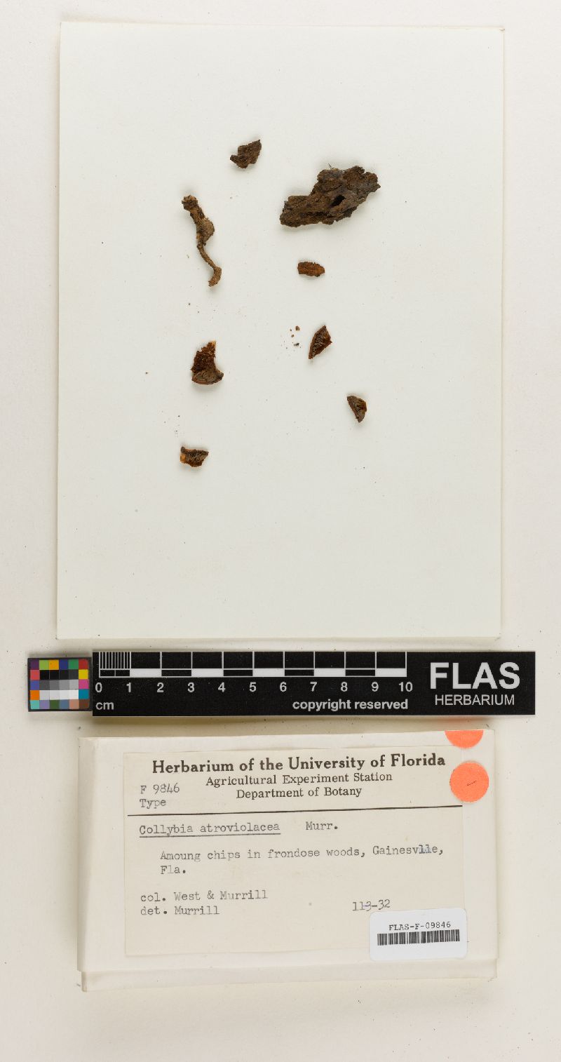 Collybia atroviolacea image