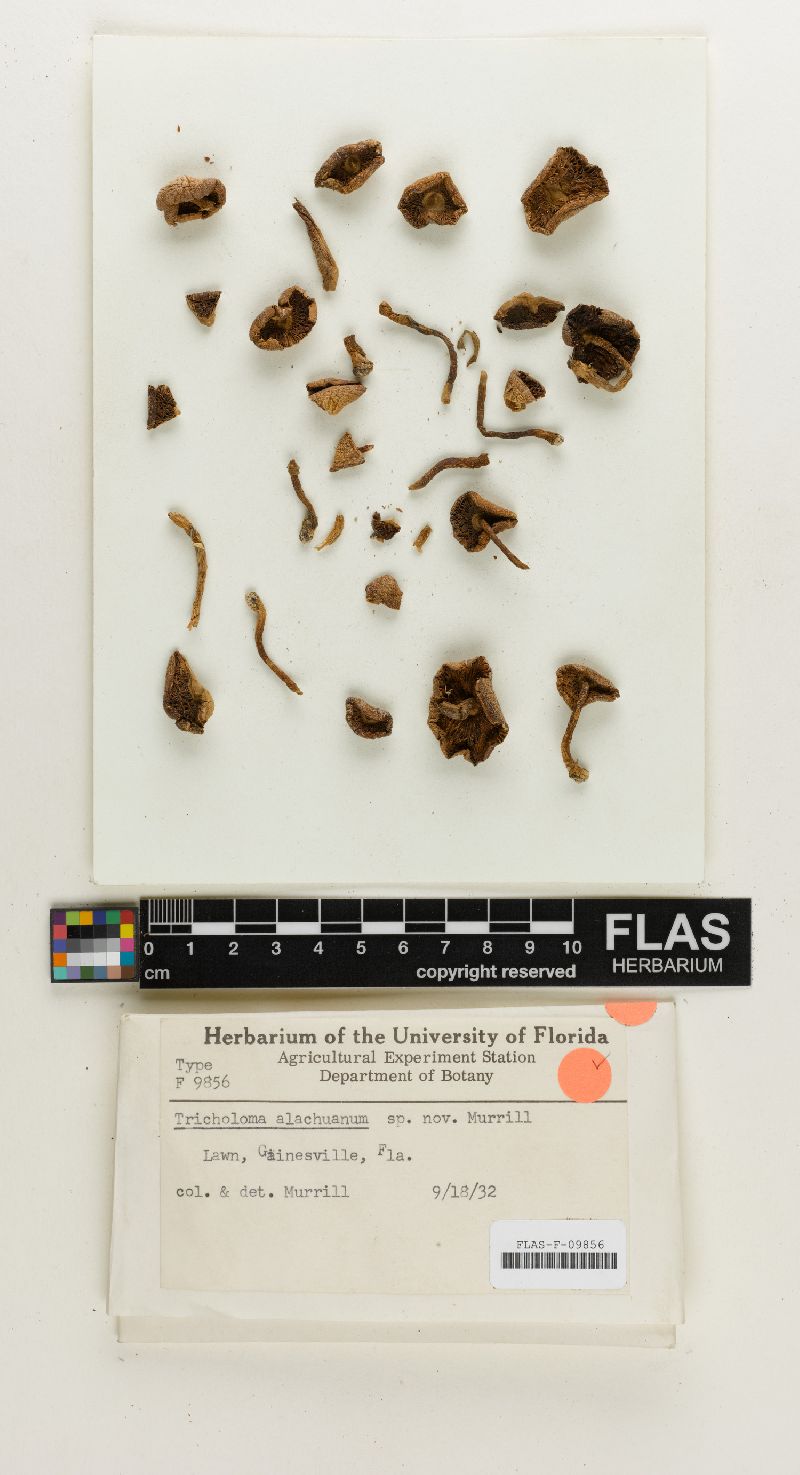 Tricholoma alachuanum image