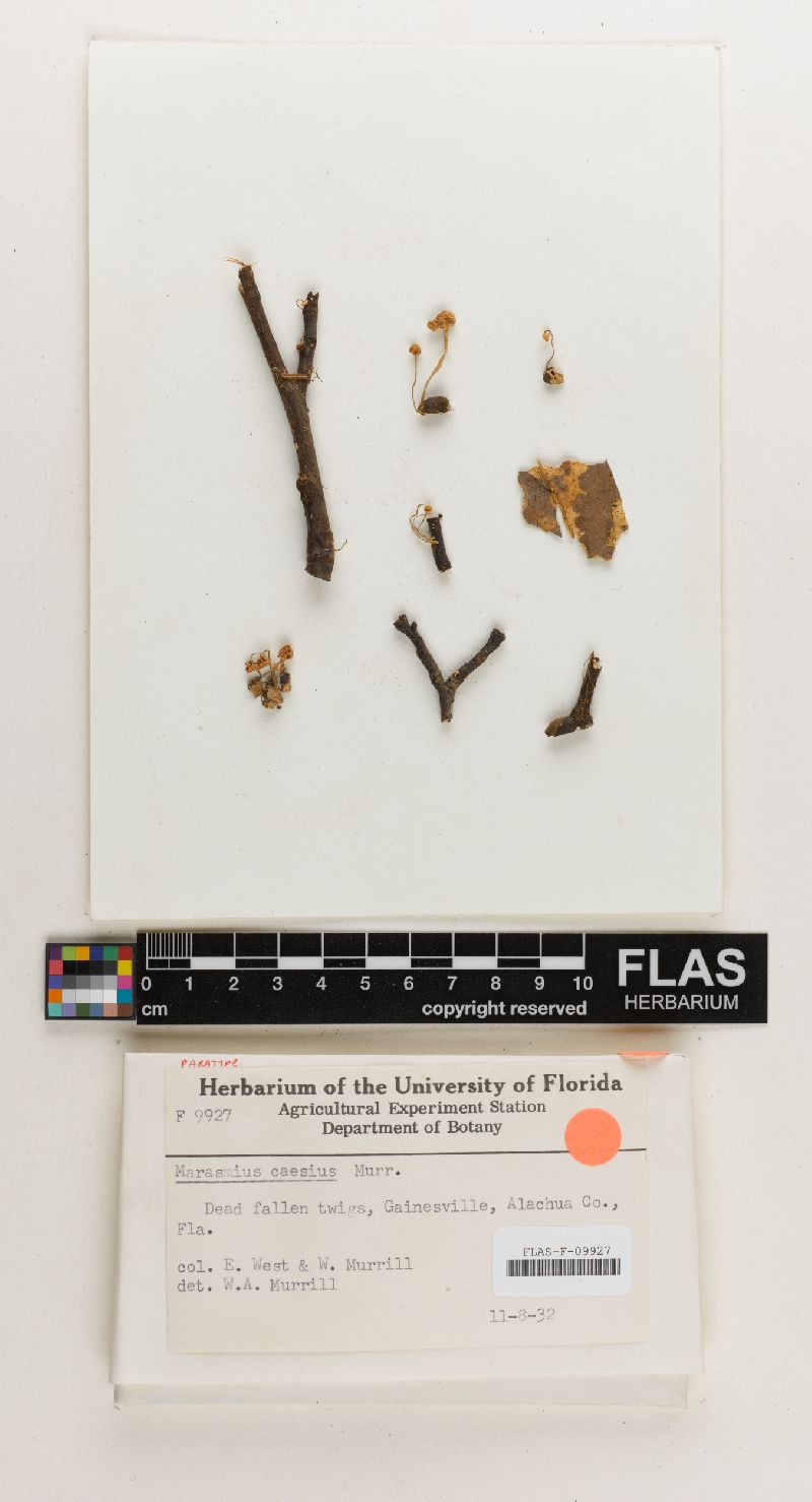Marasmius caesius image