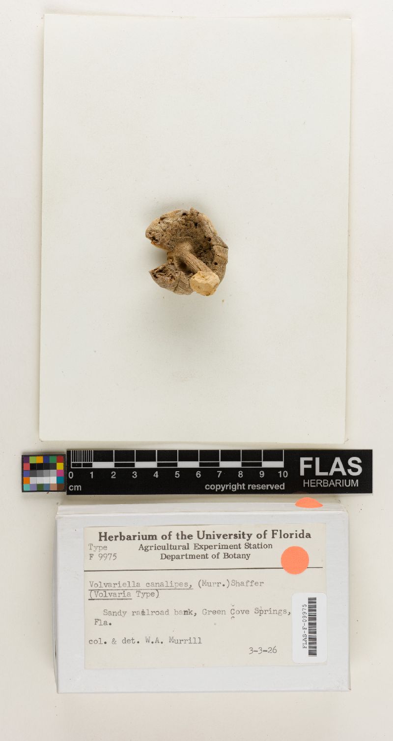 Volvariella canalipes image