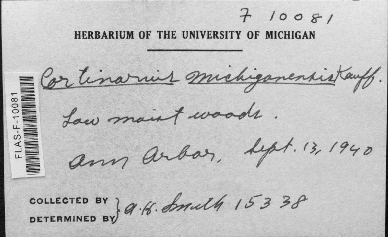 Cortinarius michiganensis image