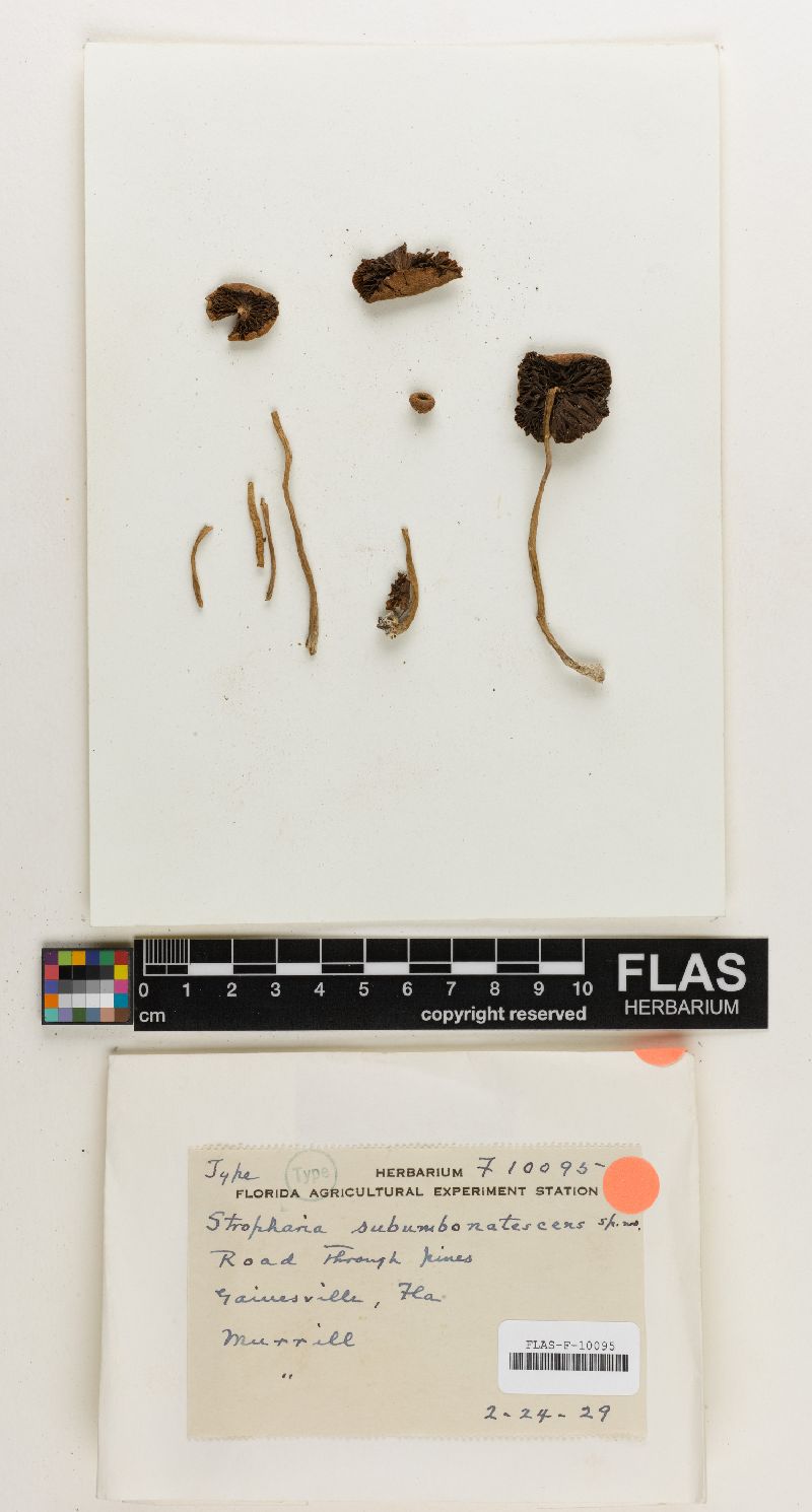 Stropharia subumbonatescens image