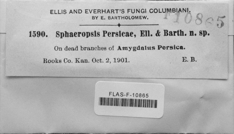 Sphaeropsis persicae image