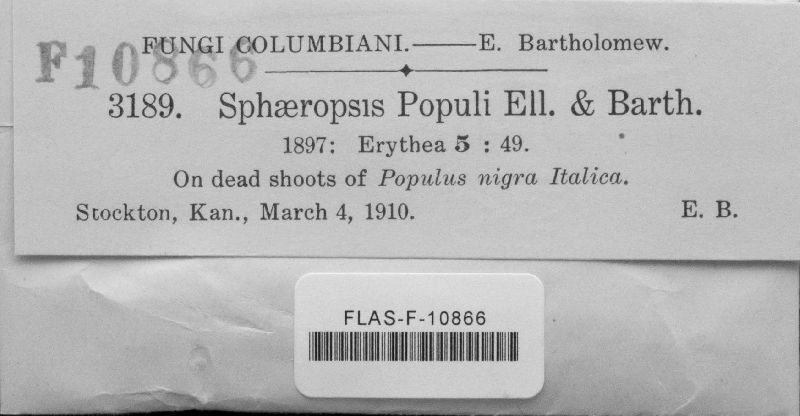 Sphaeropsis populi image