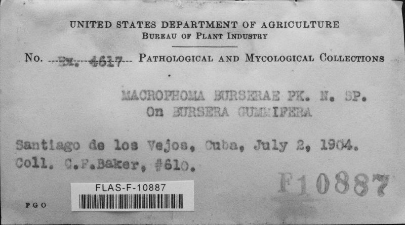 Macrophoma burserae image