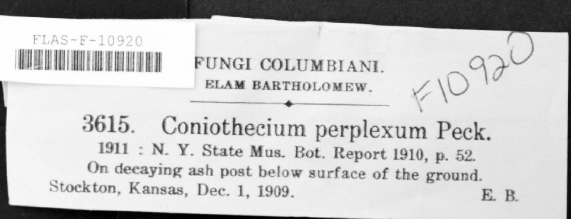 Coniothecium perplexum image