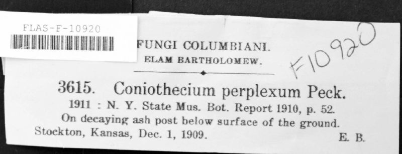 Coniothecium perplexum image