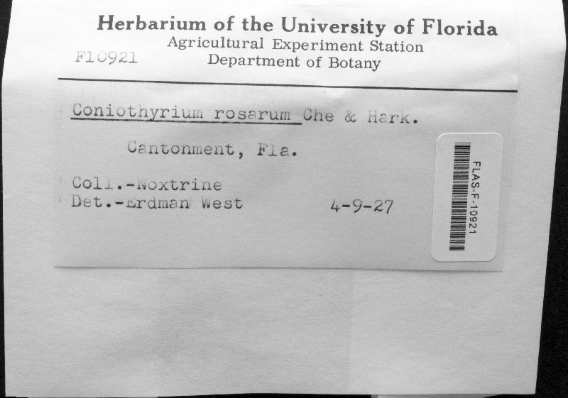 Coniothyrium rosarum image