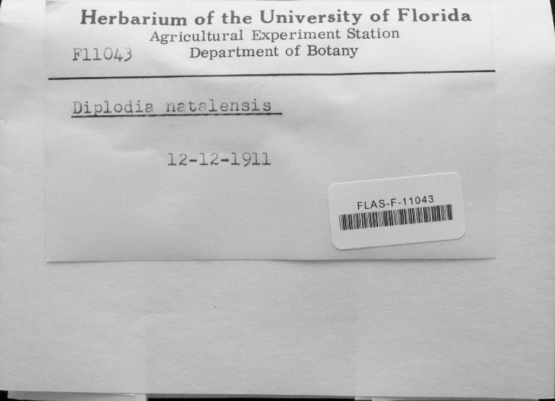 Lasiodiplodia theobromae image