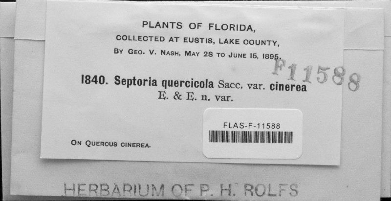 Septoria quercicola var. cinerea image