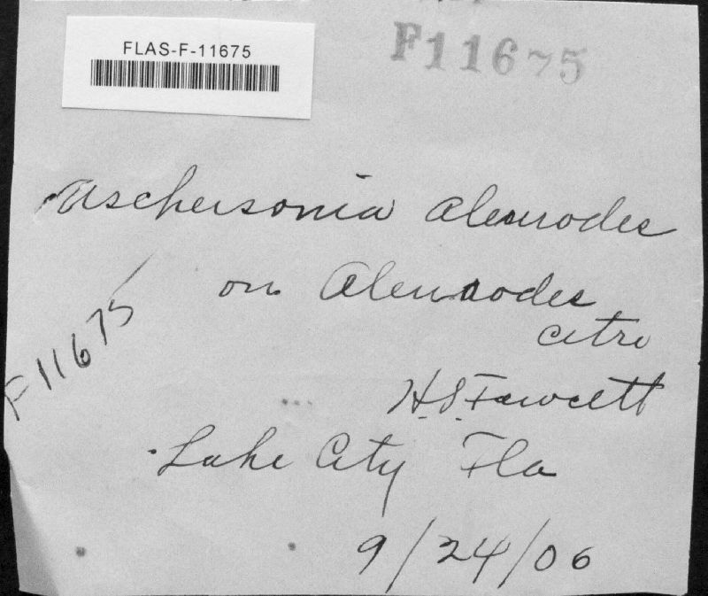 Aschersonia aleyrodis image