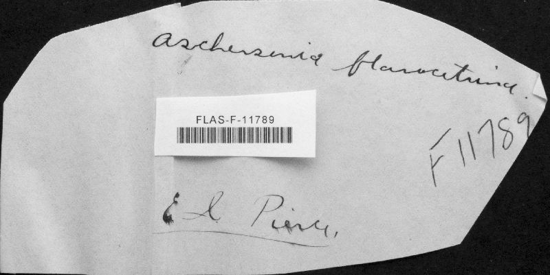 Aschersonia flavocitrina image