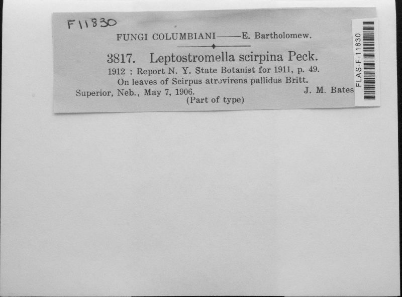 Leptostromella scirpina image