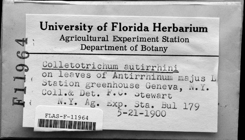 Colletotrichum arachidis image