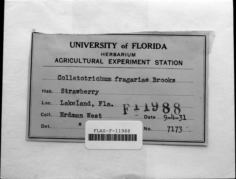 Colletotrichum fragariae image