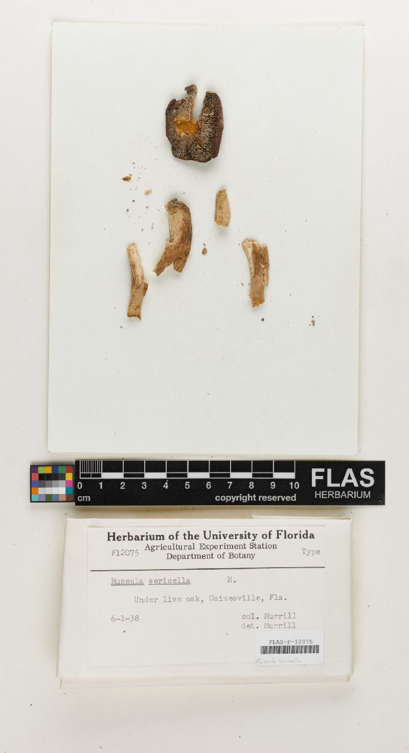 Russula sericella image