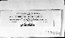 Colletotrichum liliacearum image