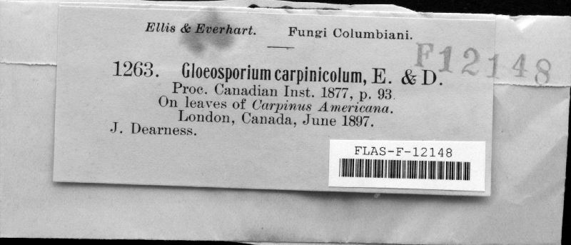 Gloeosporium carpinicola image