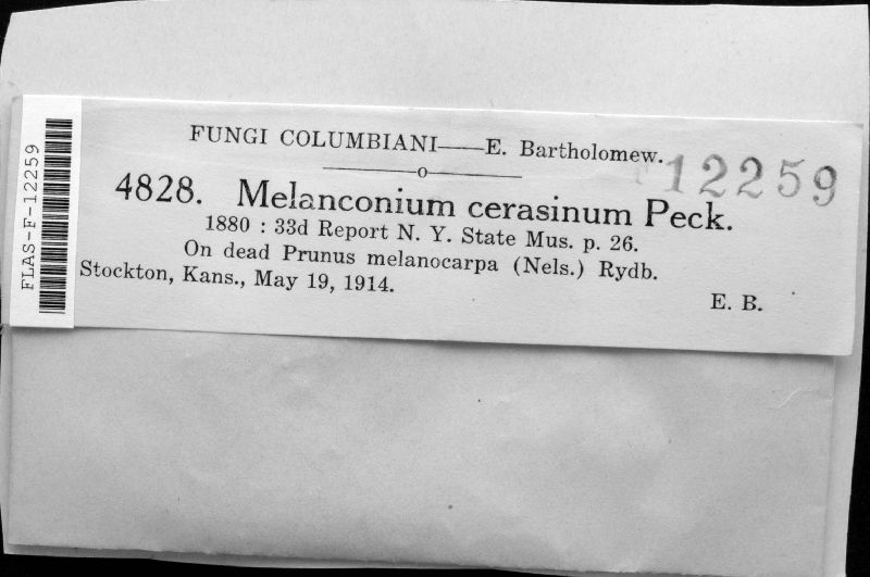 Melanconium cerasinum image