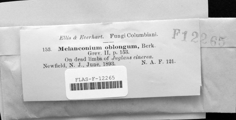 Melanconium oblongatum image