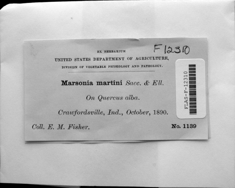 Marssonia martini image
