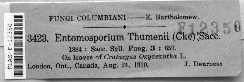 Entomosporium thuemenii image